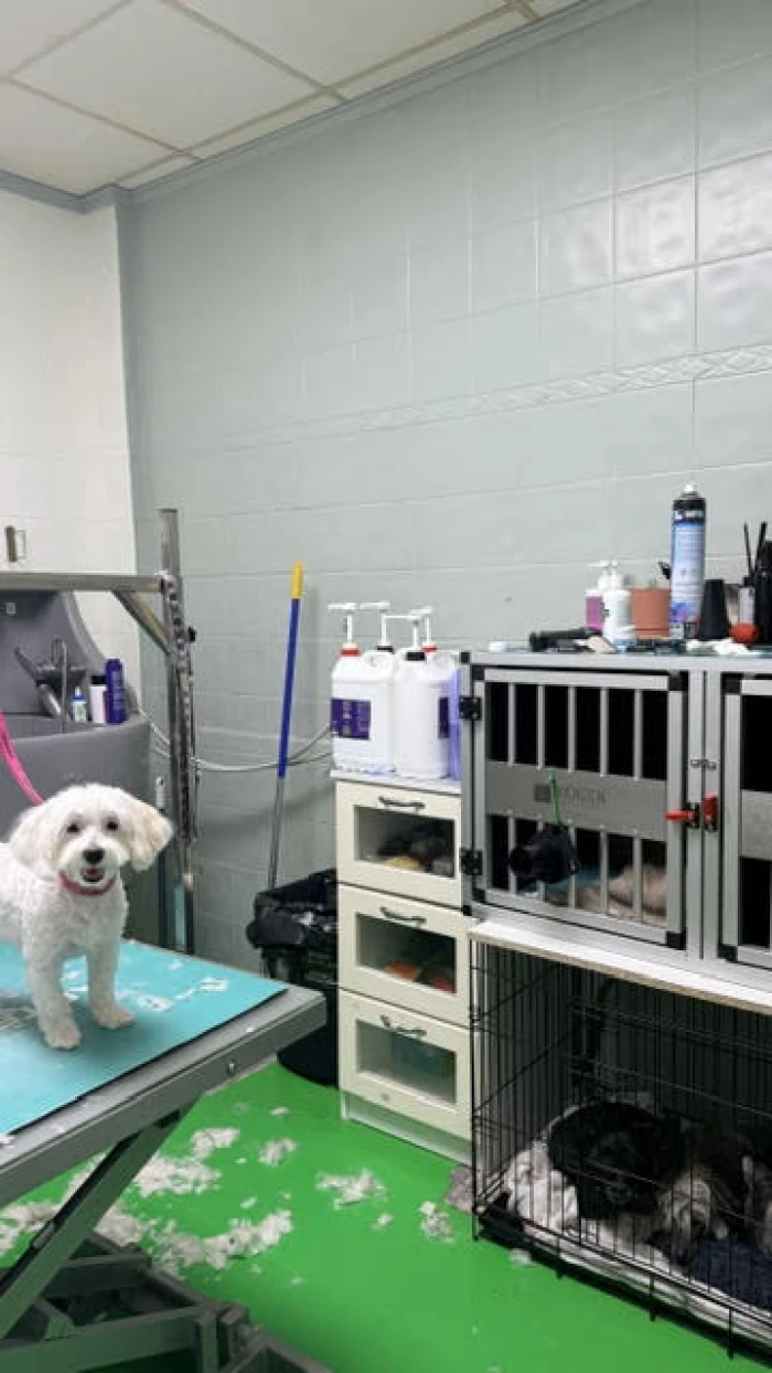 Peluquería canina